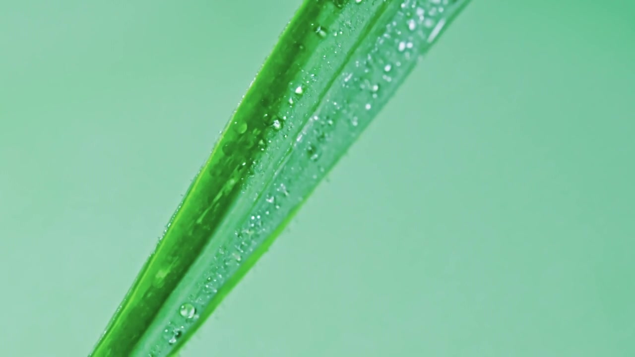 植物叶片水珠特写视频素材