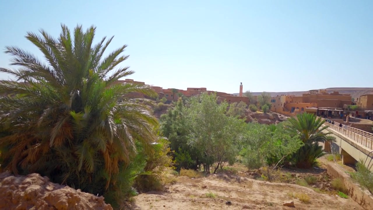 美丽的沙漠棕榈树与古老的堡垒。行动。美丽的视频素材