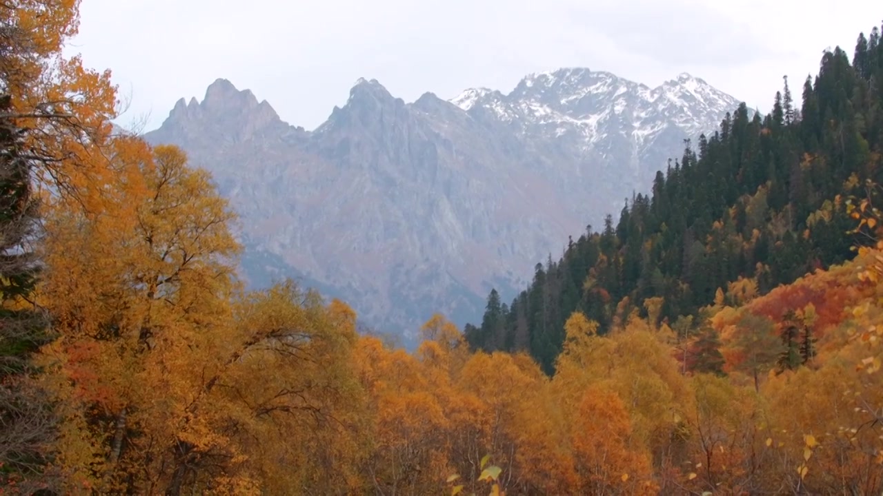 美丽的风景，山谷中的秋林和地平线上的山峰视频素材