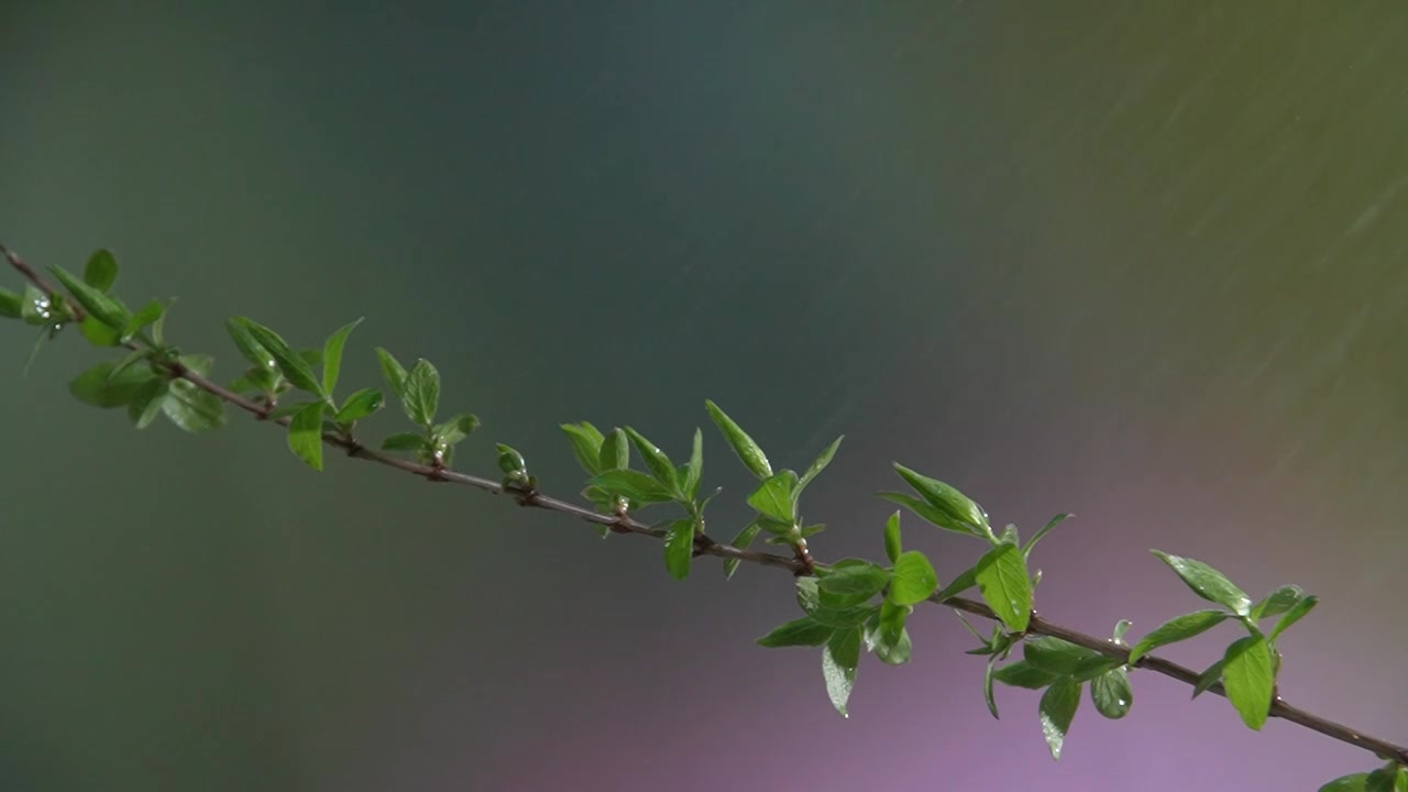 春天新发芽的树枝在下雨天摇曳视频素材