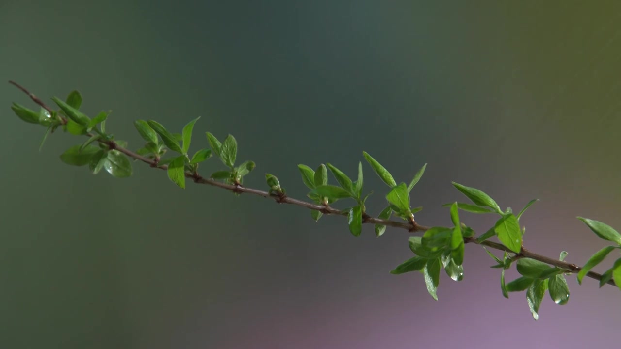 春天新发芽的树枝在下雨天摇曳视频素材