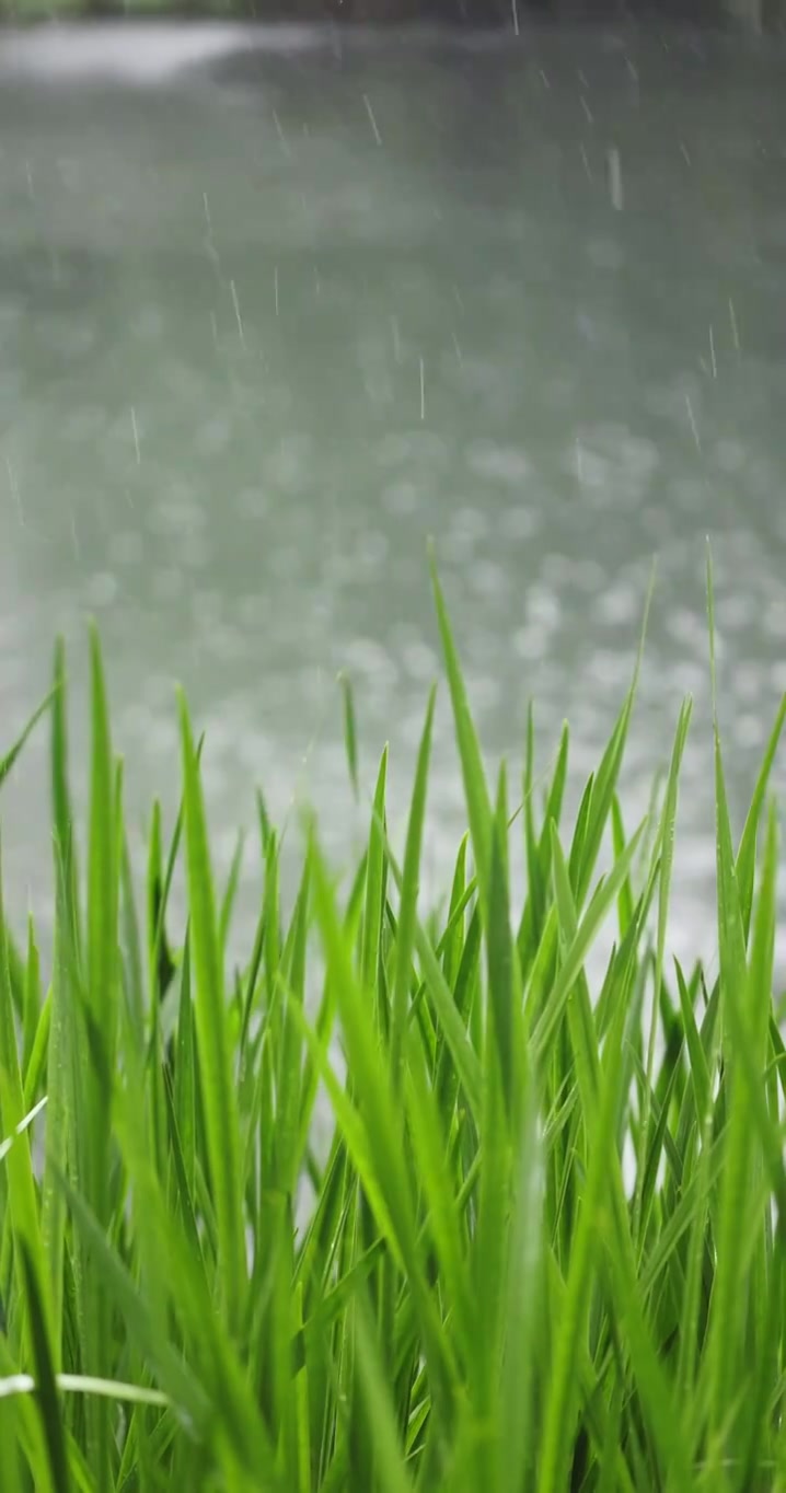 （慢镜）下雨天湖边的水草随风摇曳清新唯美视频素材