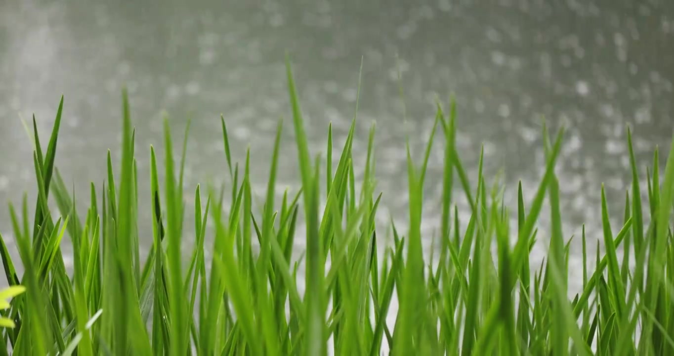 （慢镜）下雨天湖边的水草随风摇曳清新唯美视频素材