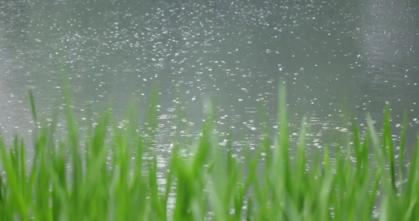 （慢镜）下雨天湖边的水草随风摇曳清新唯美视频素材