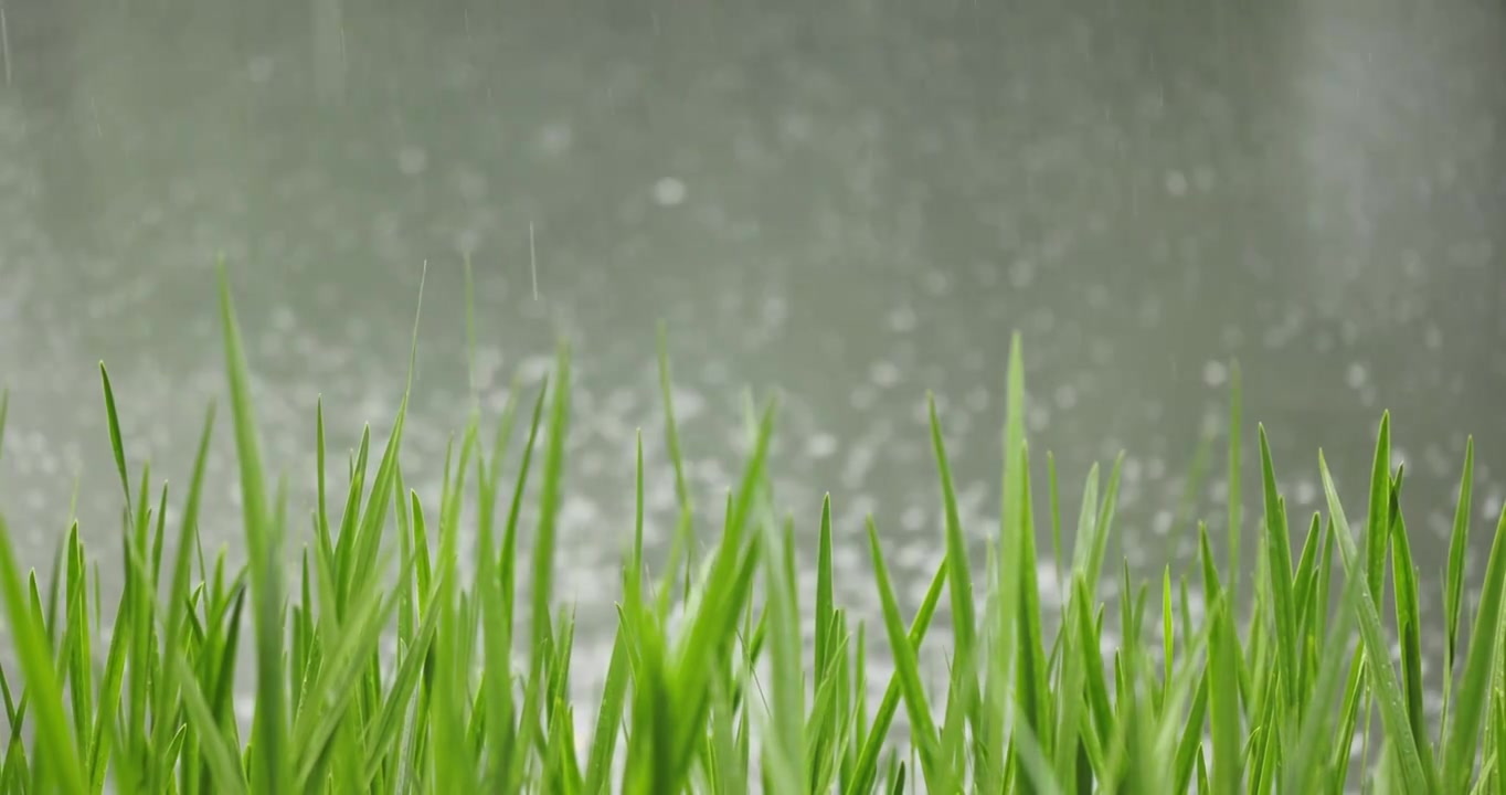 （慢镜）下雨天湖边的水草随风摇曳清新唯美视频素材