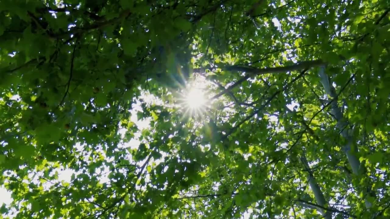 北京初夏树叶在微风中摇曳的景象视频素材