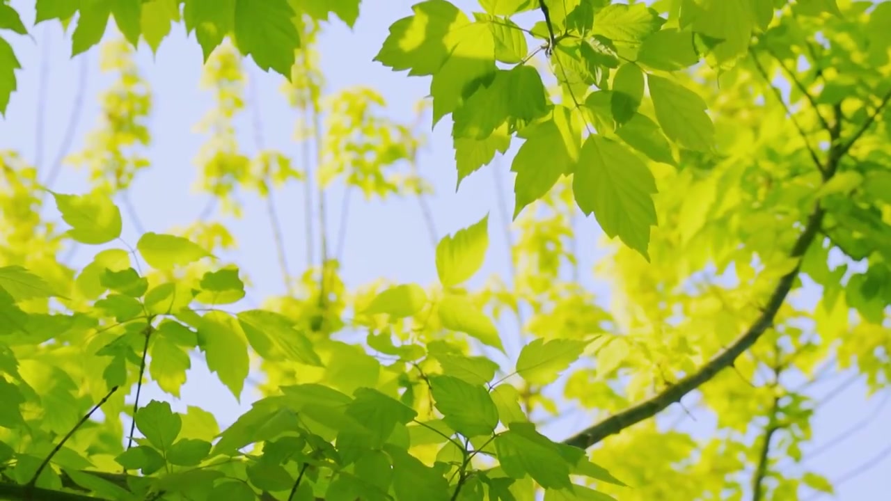 北京初夏树叶在微风中摇曳的景象视频下载