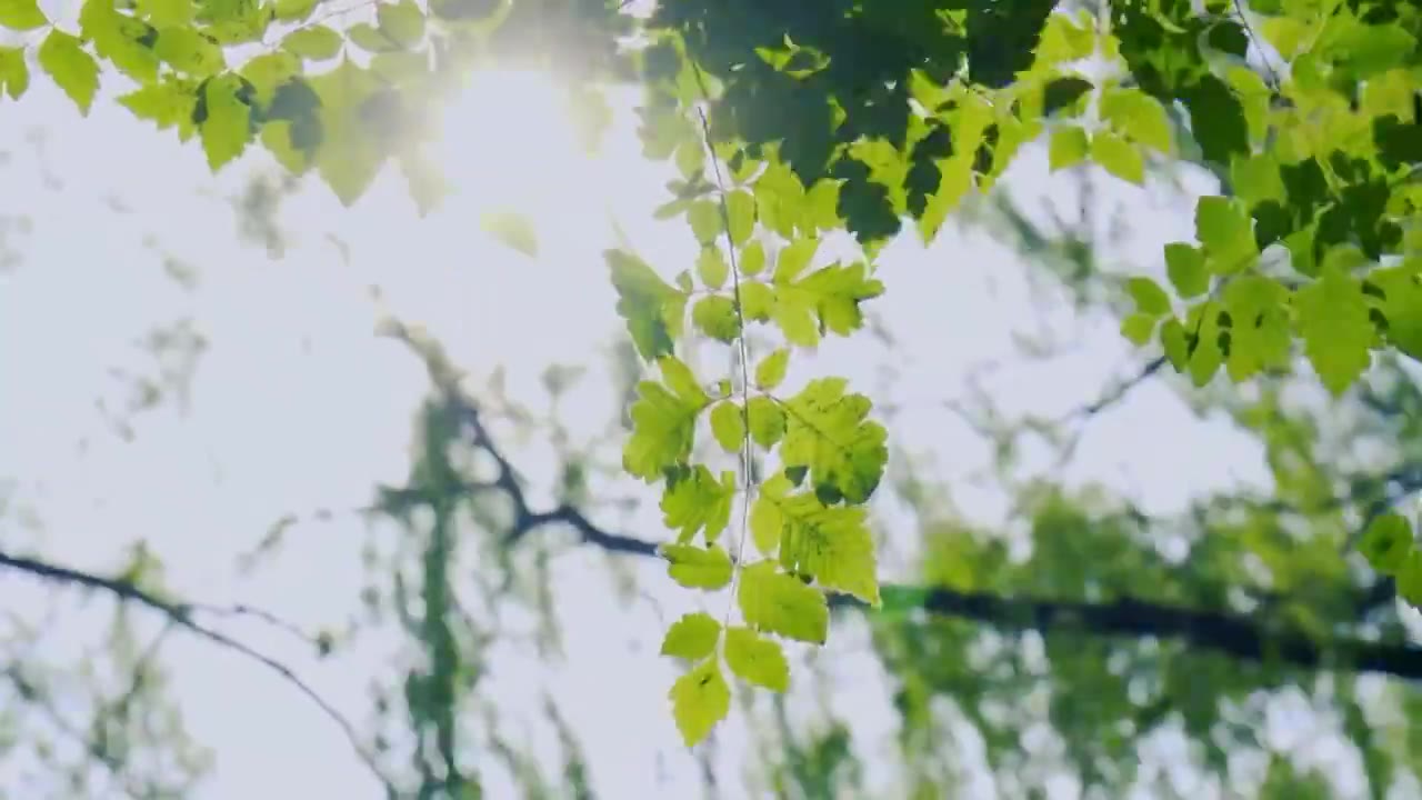 北京初夏树叶在微风中摇曳的景象视频下载