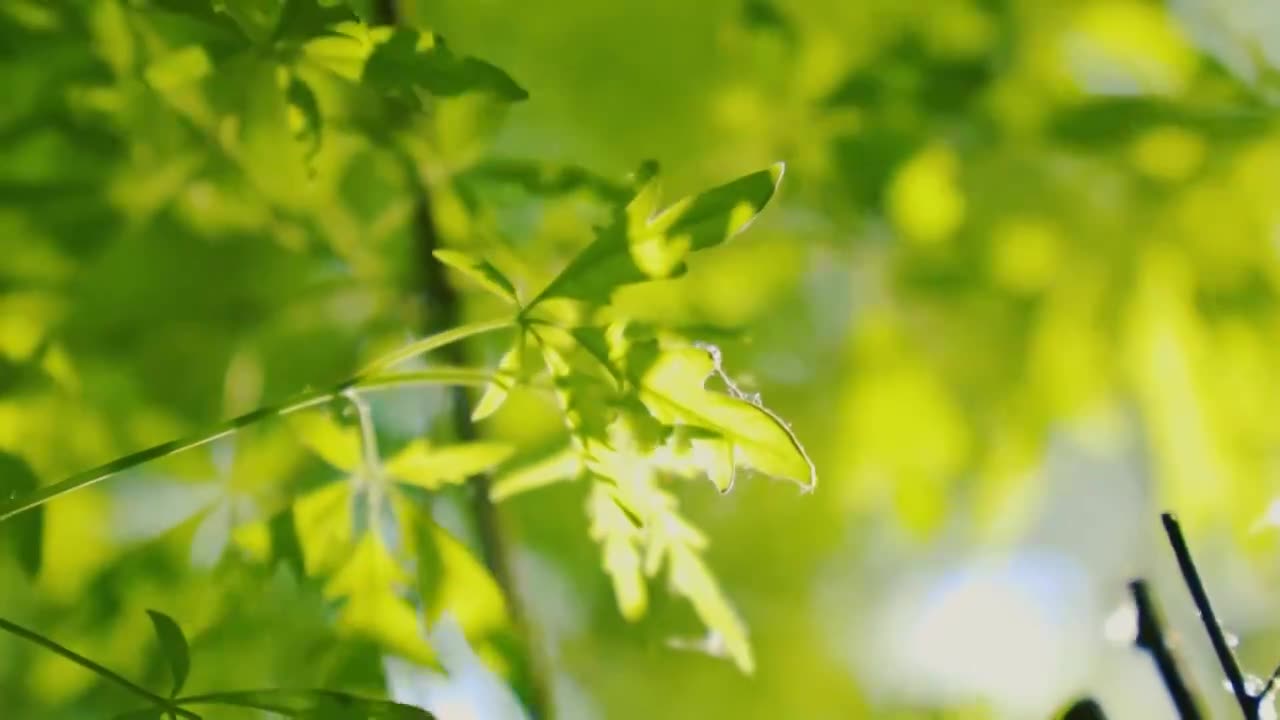 北京初夏树叶在微风中摇曳的景象视频素材