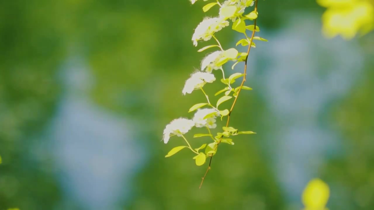 北京初夏树叶在微风中摇曳的景象视频下载