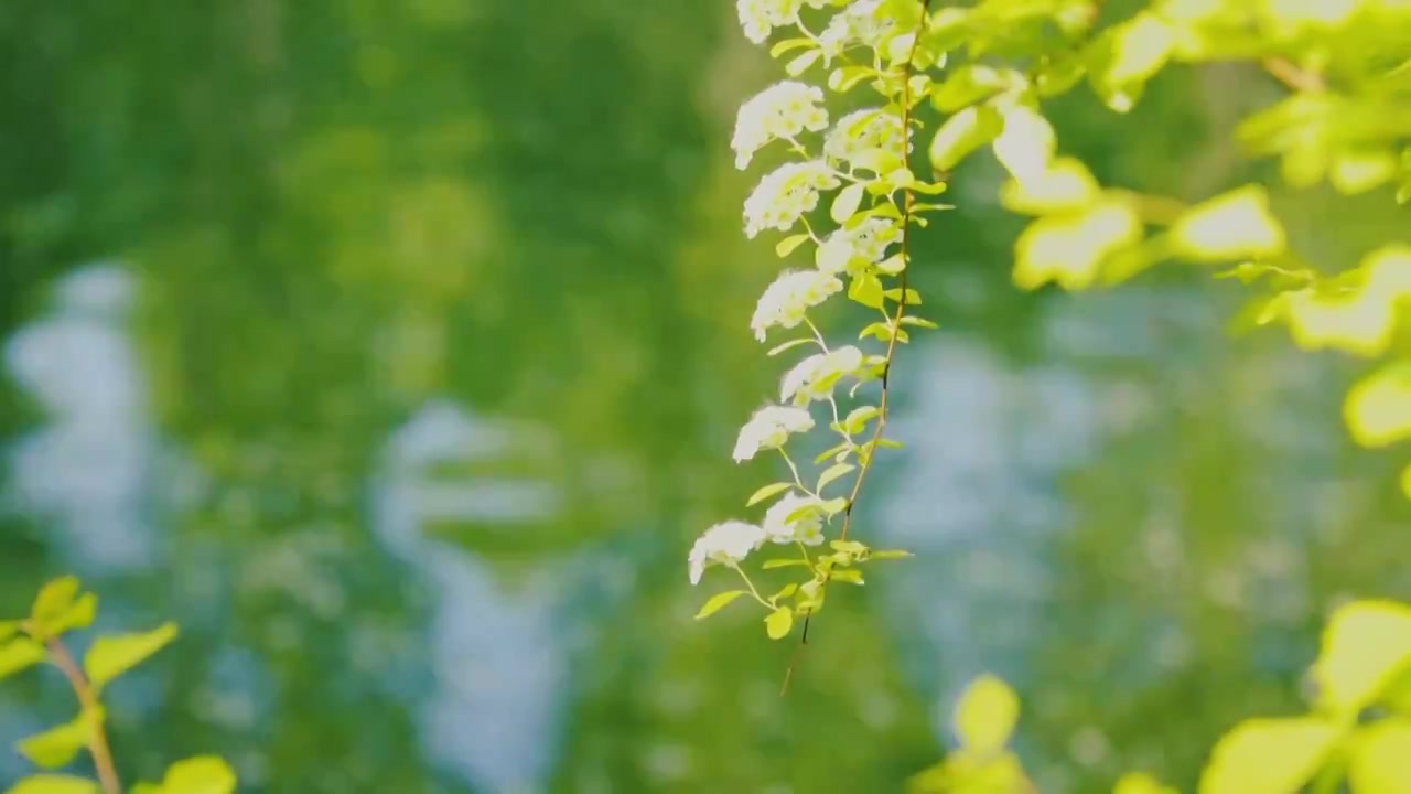 北京初夏树叶在微风中摇曳的景象视频下载