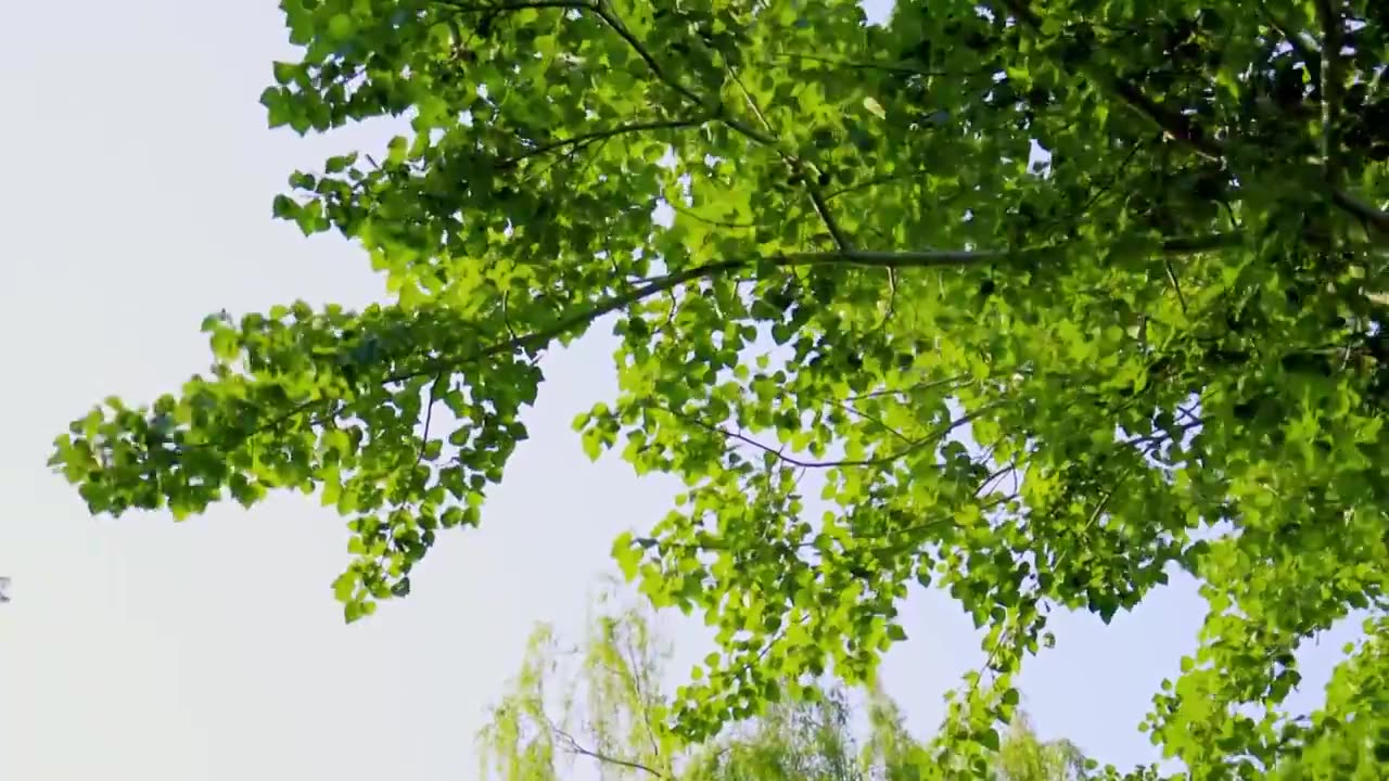 北京初夏树叶在微风中摇曳的景象视频下载