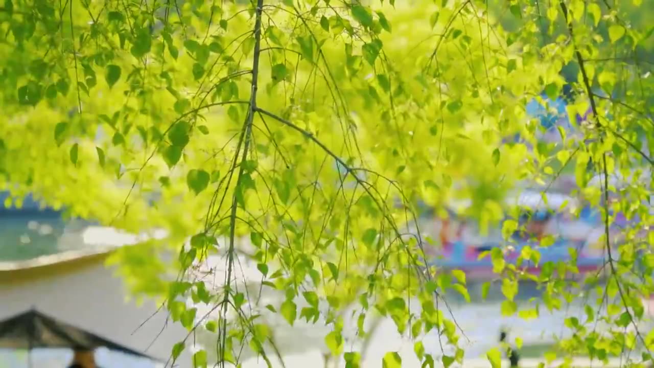 北京初夏树叶在微风中摇曳的景象视频下载