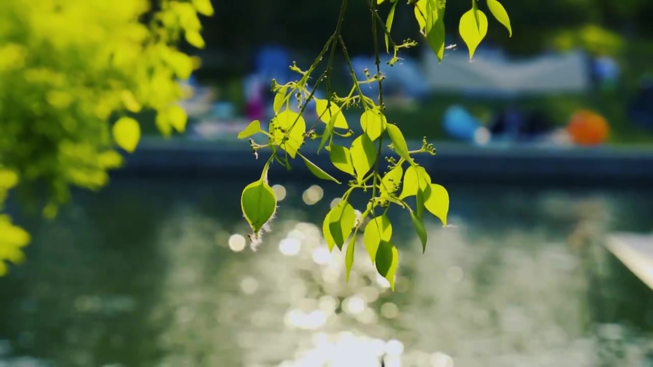 北京初夏树叶在微风中摇曳的景象视频下载