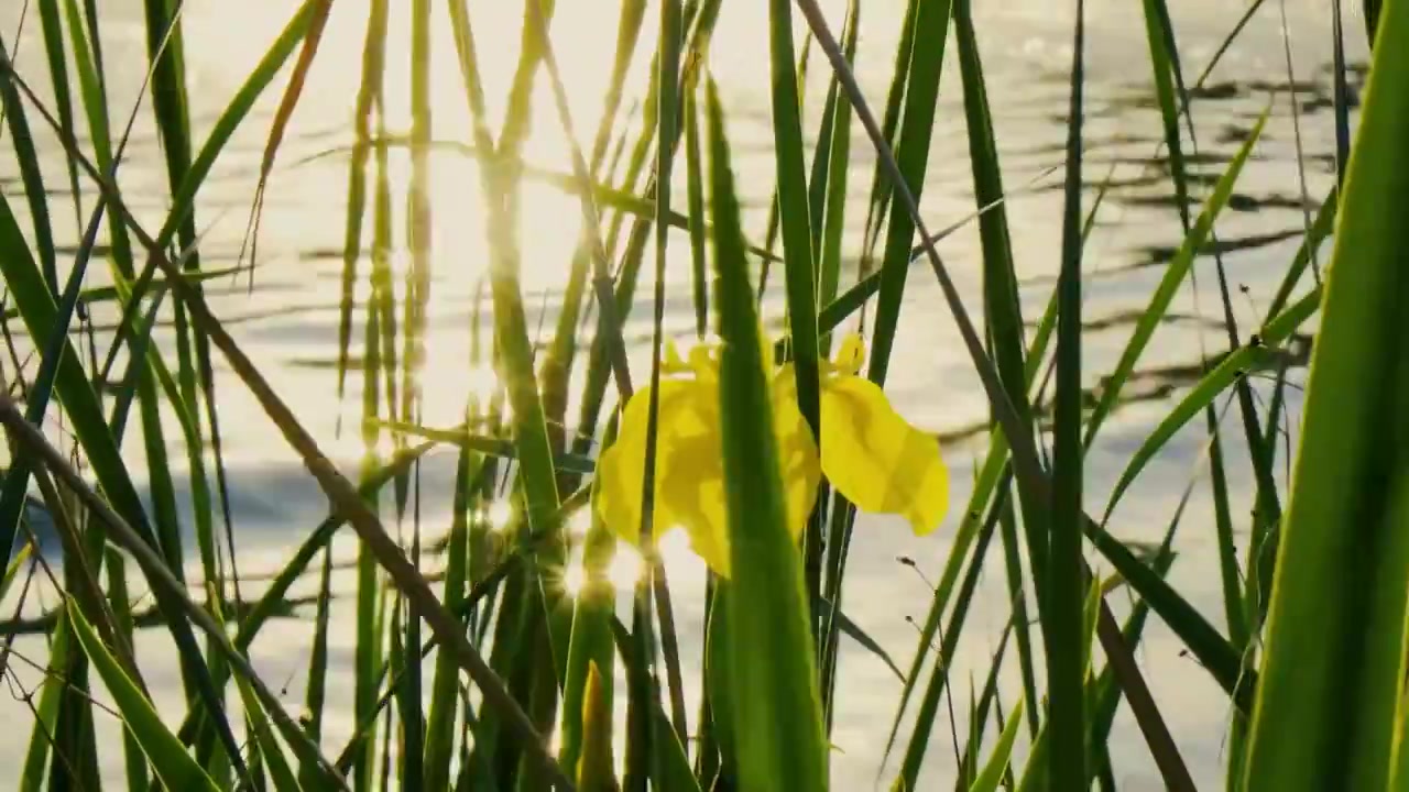 北京夏天阳光在湖面形成的斑驳光影视频下载