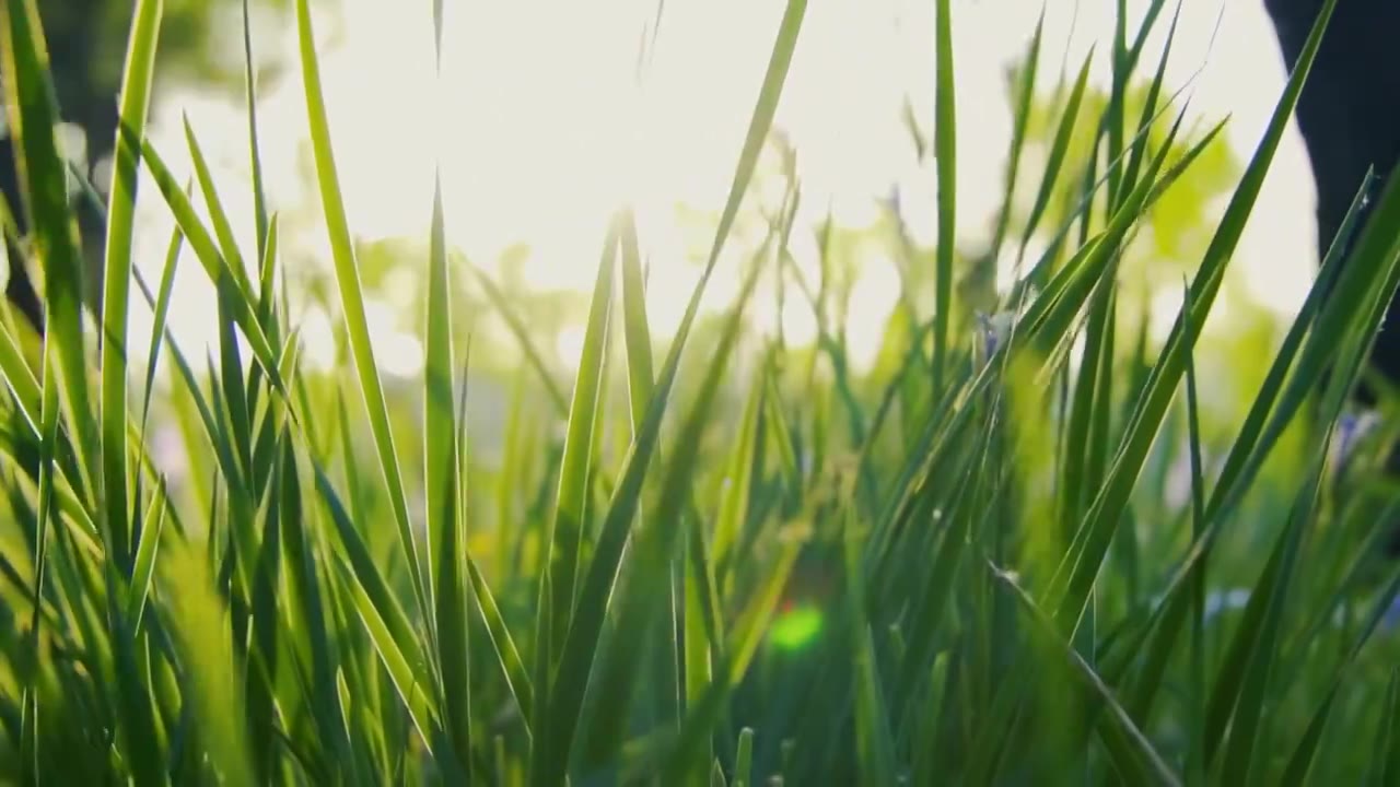 低视角植物在黄昏时刻微风中摇晃的景象视频下载