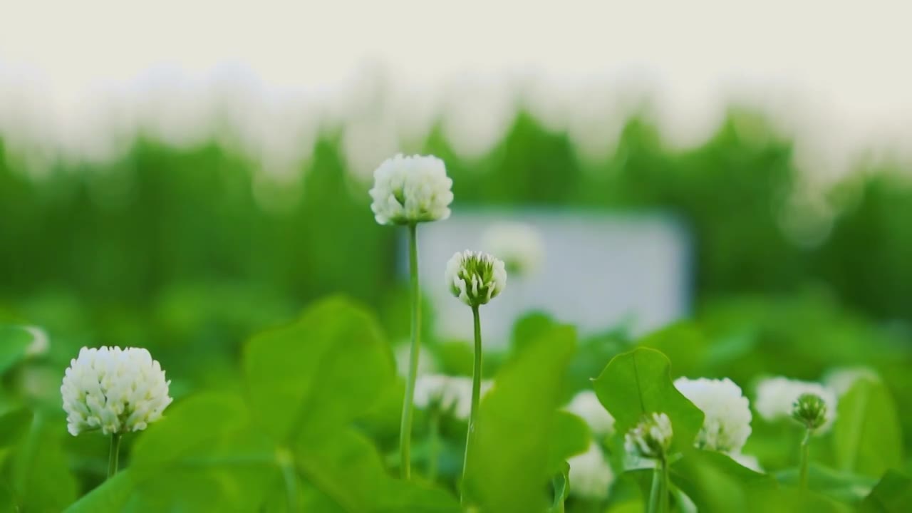 北京夏天三叶草盛开的景象视频下载