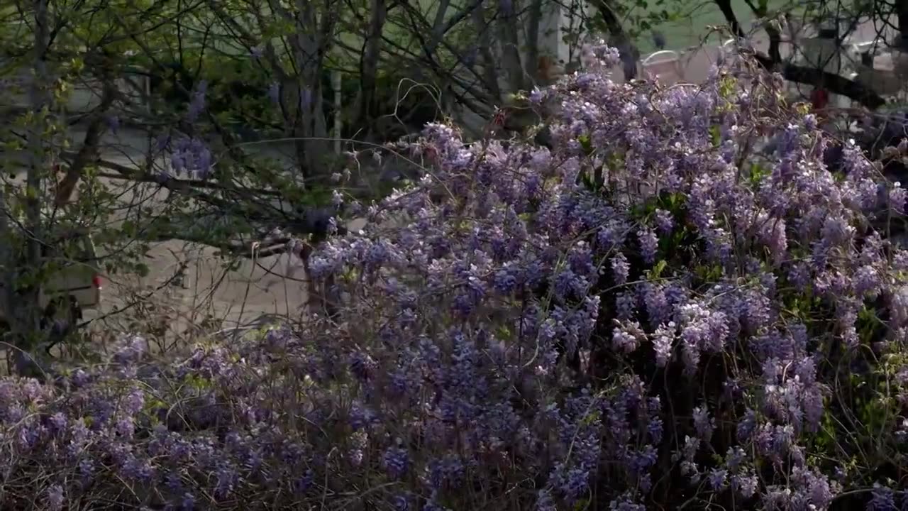 紫藤花开视频素材