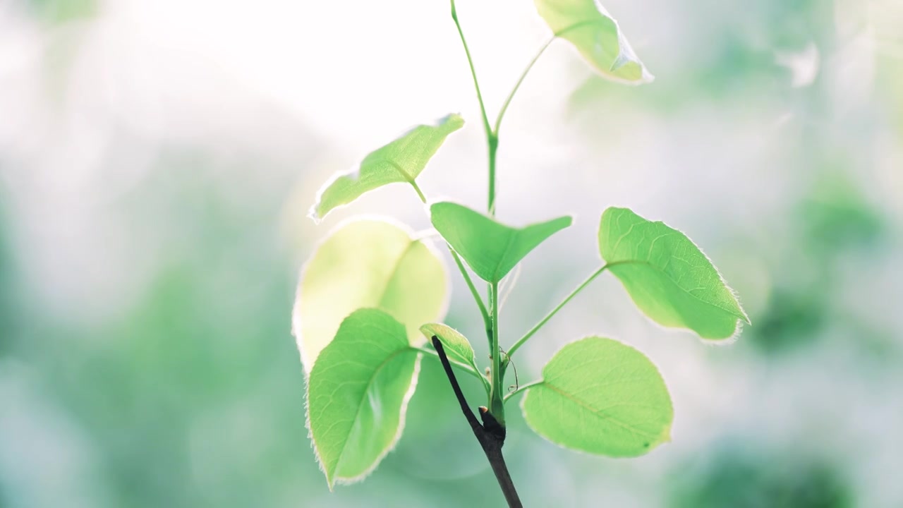 4K春天梨花桃花鲜花盛开视频素材