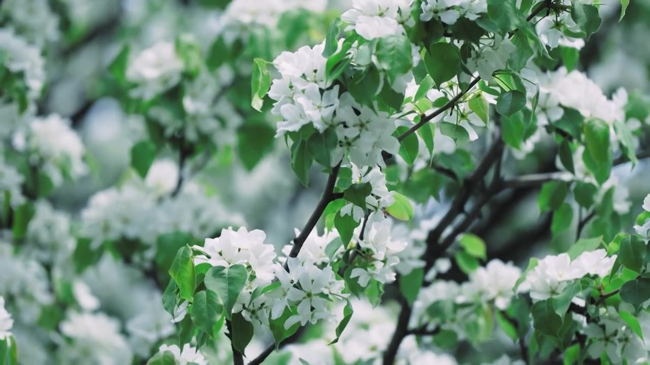 4K春天梨花桃花鲜花盛开视频素材