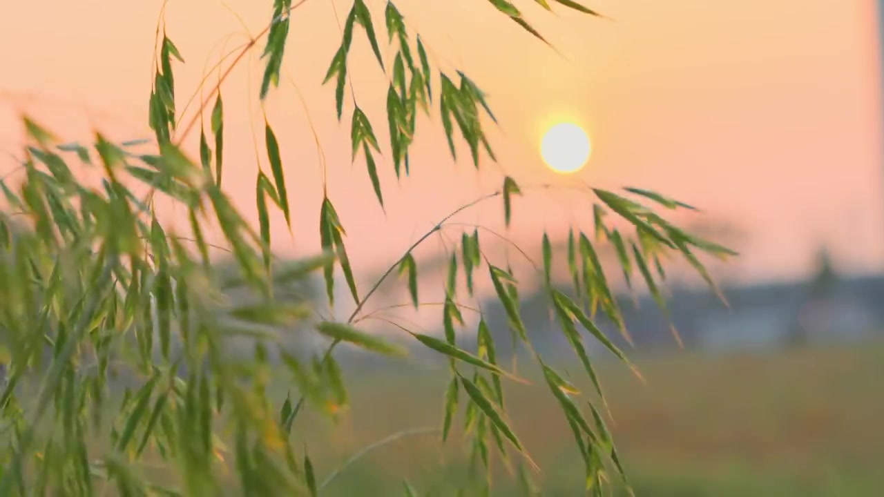 湖北襄阳 夕阳下翠绿的燕麦穗在风中摇摆唯美 4k升格慢镜头视频素材