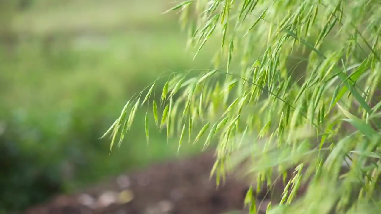 湖北襄阳翠绿的燕麦 麦穗在风中摇摆唯美 4k升格慢镜头视频素材