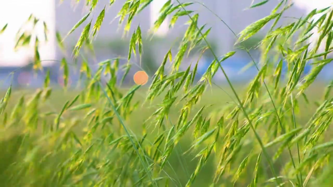 湖北襄阳翠绿的燕麦 麦穗在风中摇摆唯美 4k升格慢镜头视频素材