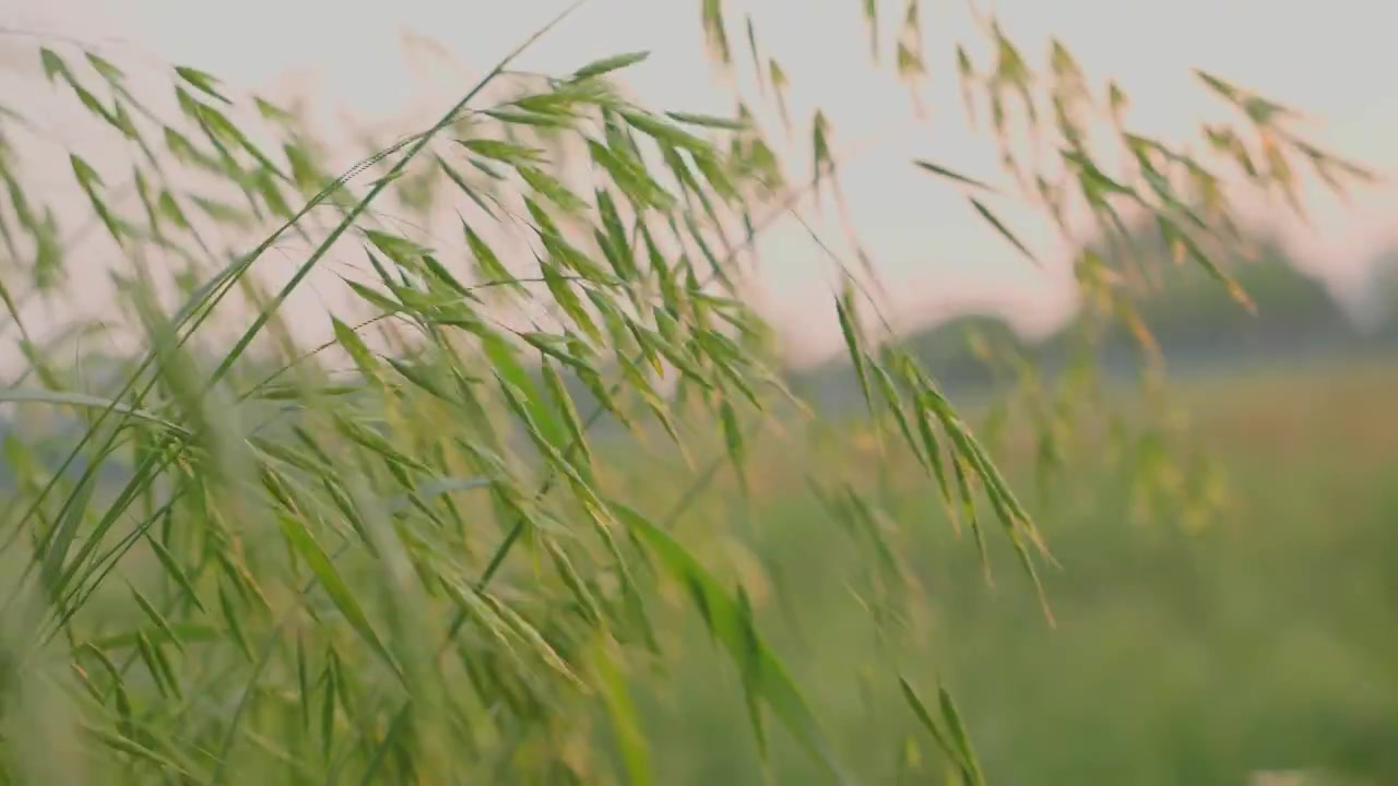 湖北襄阳翠绿的燕麦 麦穗在风中摇摆唯美 4k升格慢镜头视频素材