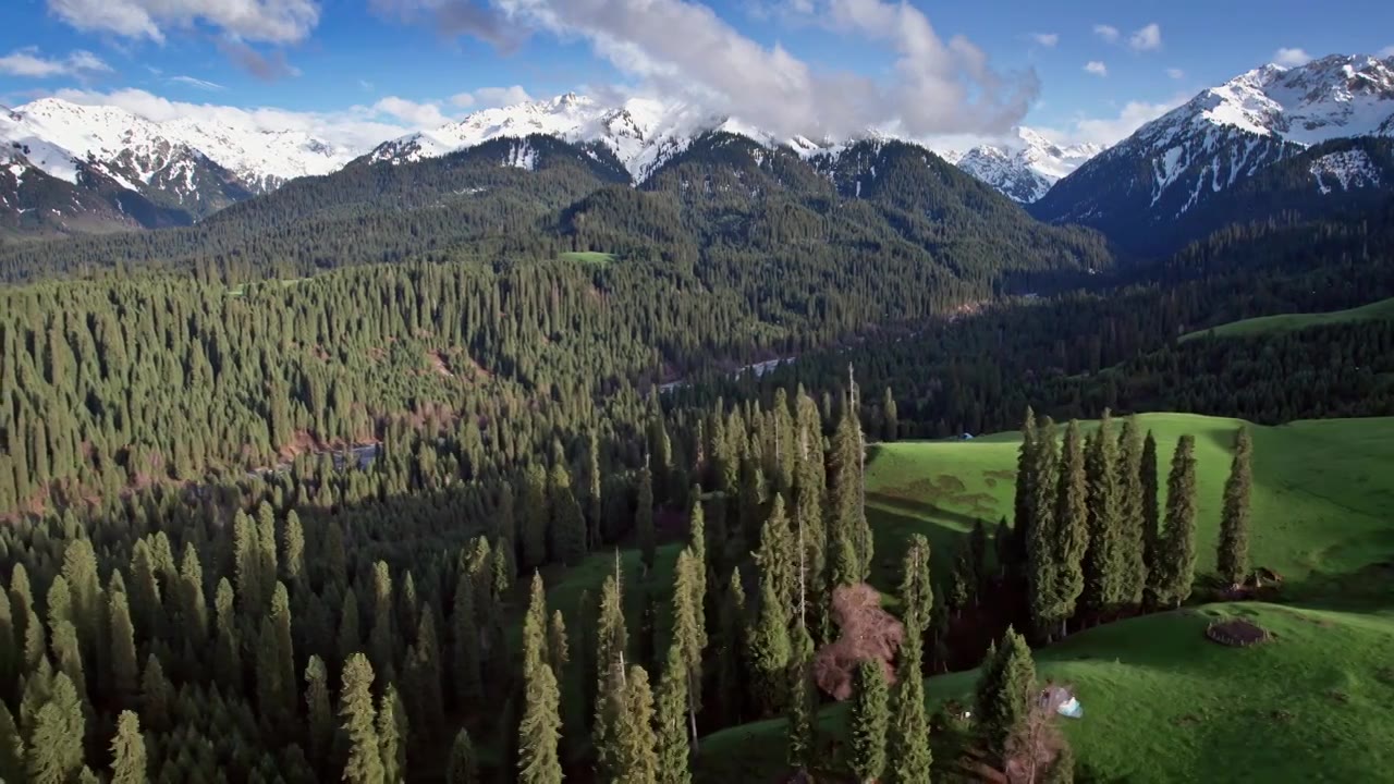 新疆伊犁恰西草原雪山森林视频素材