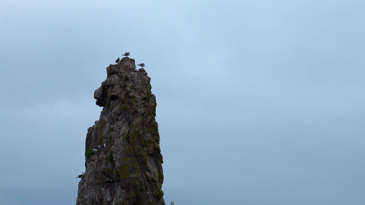 长崖顶上有海鸥。夹。海鸥栖息在悬崖顶上视频素材
