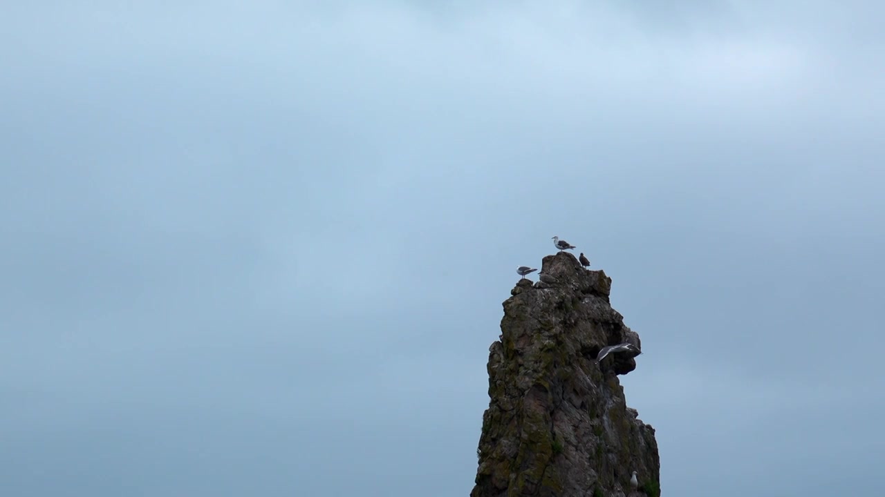 长崖顶上有海鸥。夹。海鸥栖息在悬崖顶上视频素材