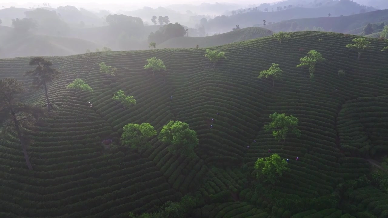 绿色生态茶山清新唯美镜头视频素材