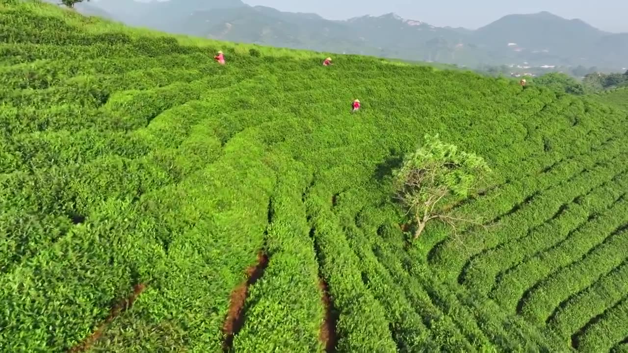 绿色生态茶山清新唯美镜头视频素材