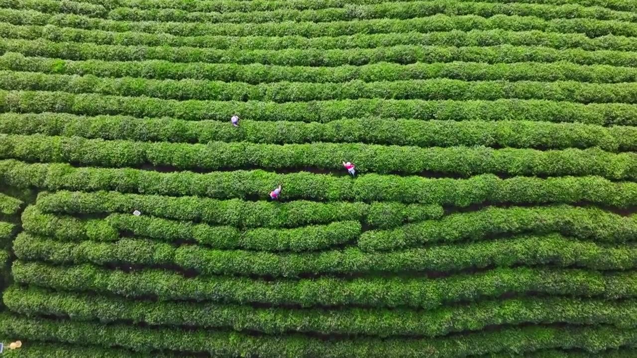 绿色生态茶山清新唯美镜头视频素材