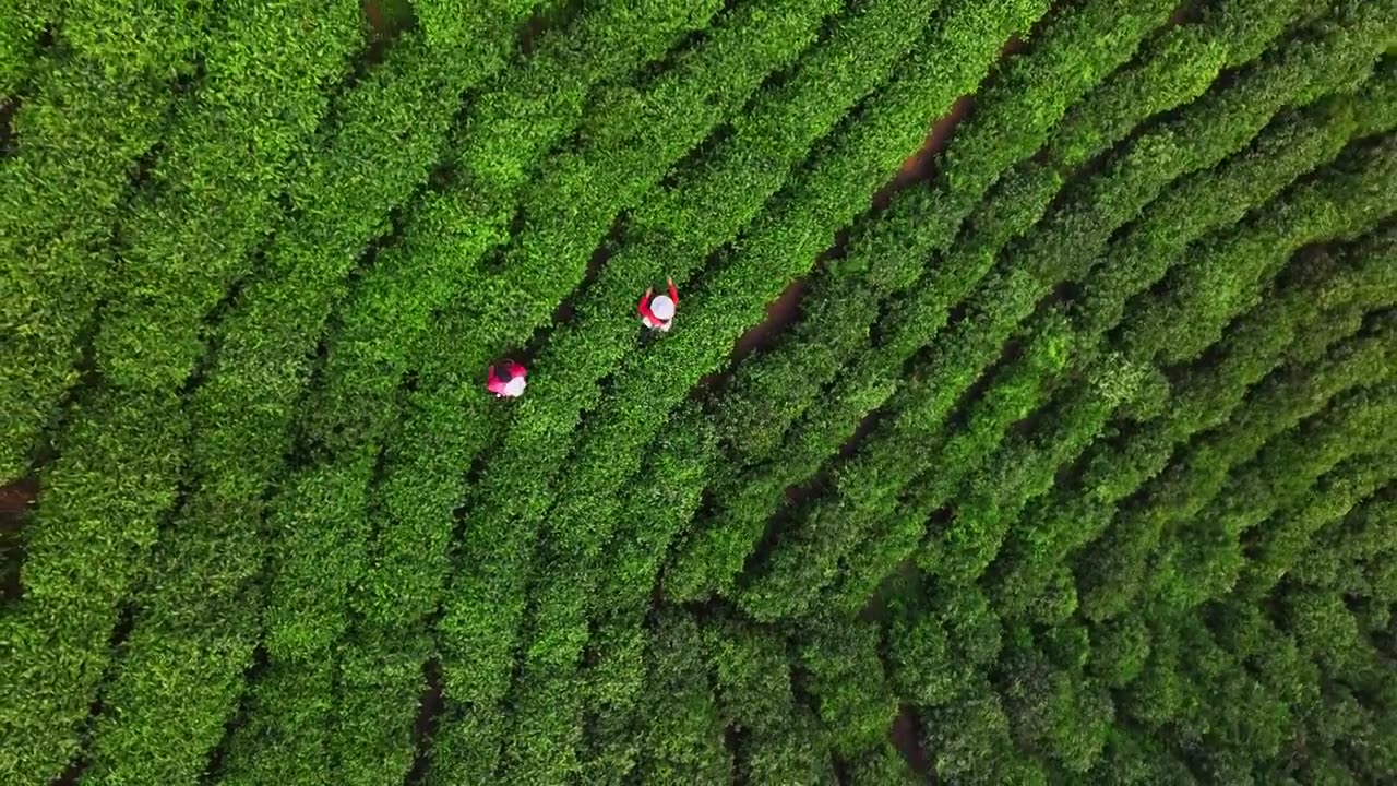 绿色生态茶山清新唯美镜头视频素材