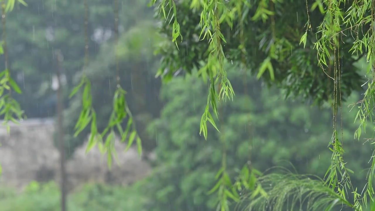 夏天雨天柳树柳叶视频素材