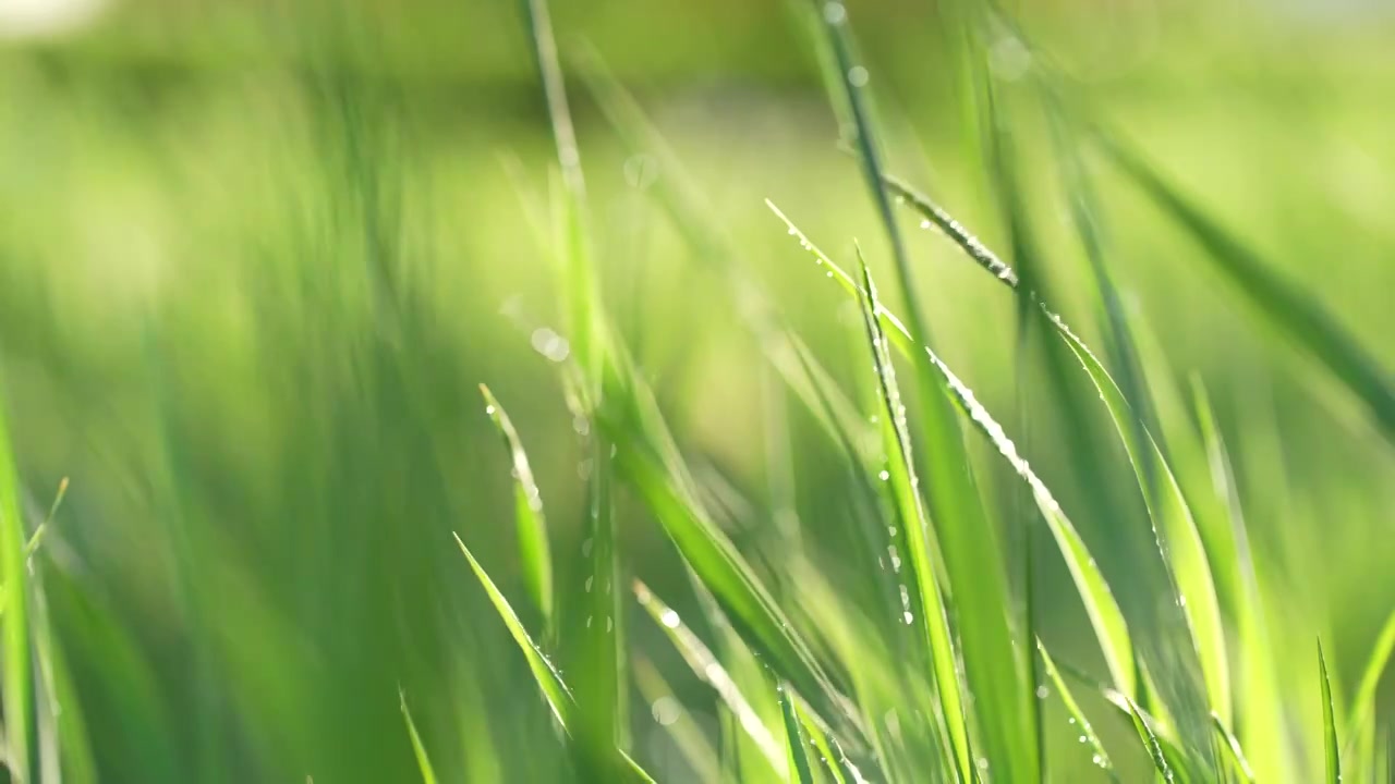 户外草地阳光绿色小草露珠视频素材