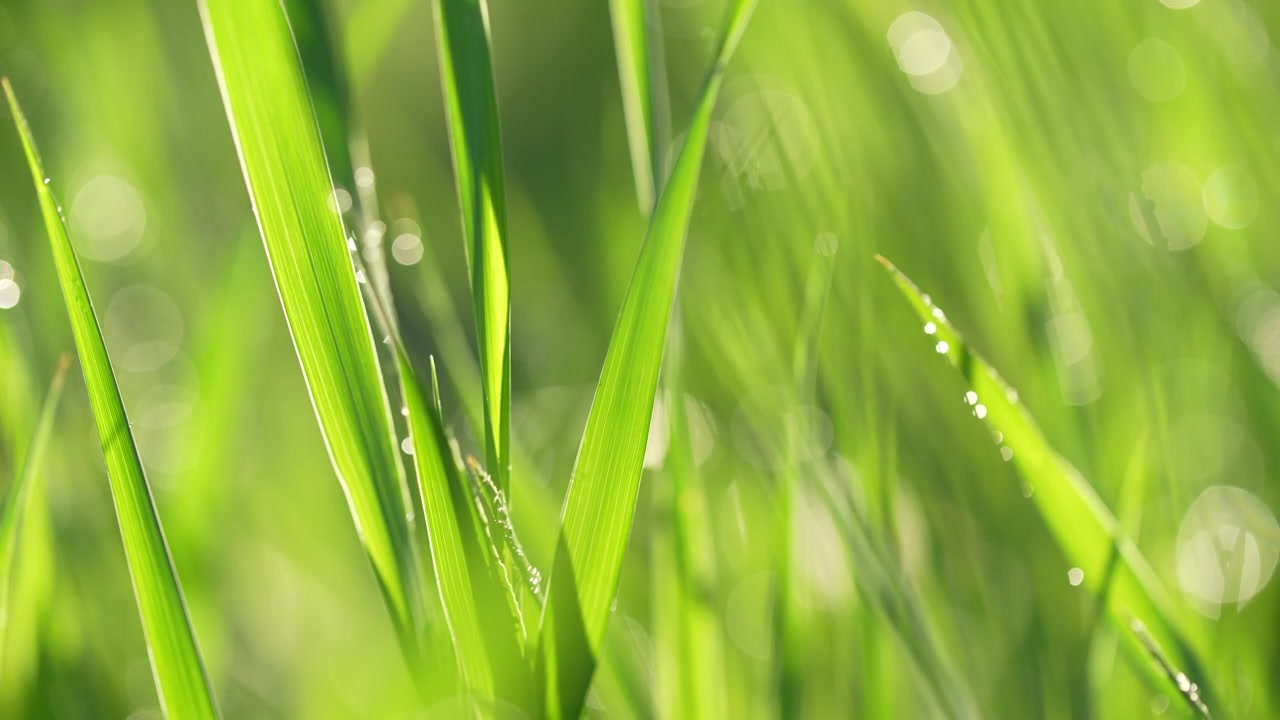 户外草地阳光绿色小草露珠视频素材