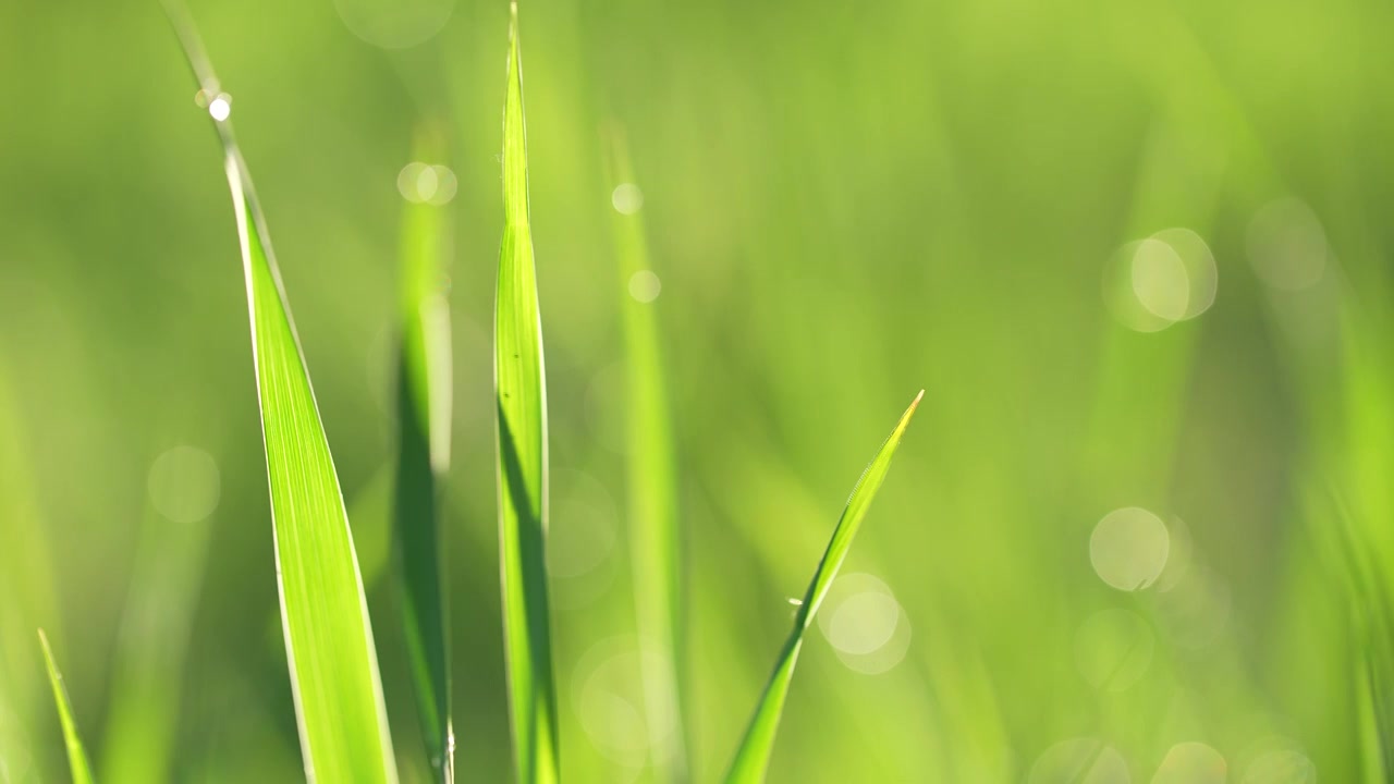 户外草地阳光绿色小草露珠视频素材