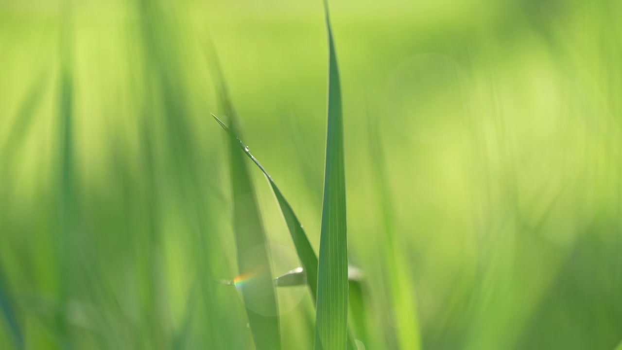 户外草地阳光绿色小草露珠视频素材