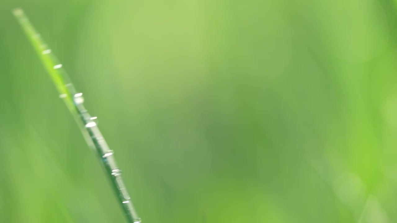 户外草地阳光绿色小草露珠视频素材