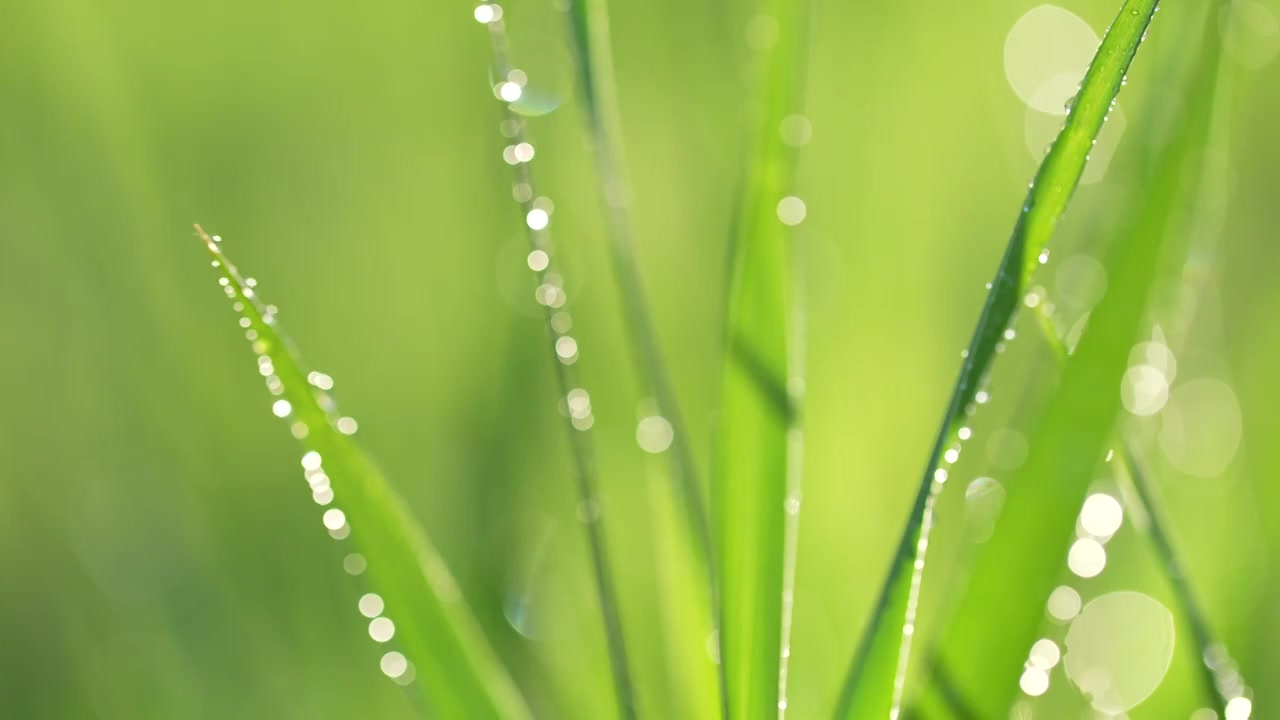 户外草地阳光绿色小草露珠视频素材