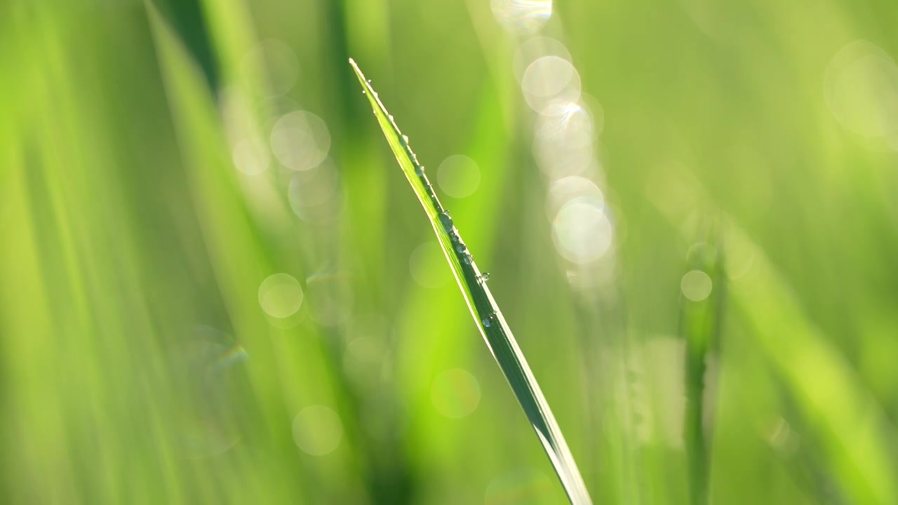 户外草地阳光绿色小草露珠视频素材