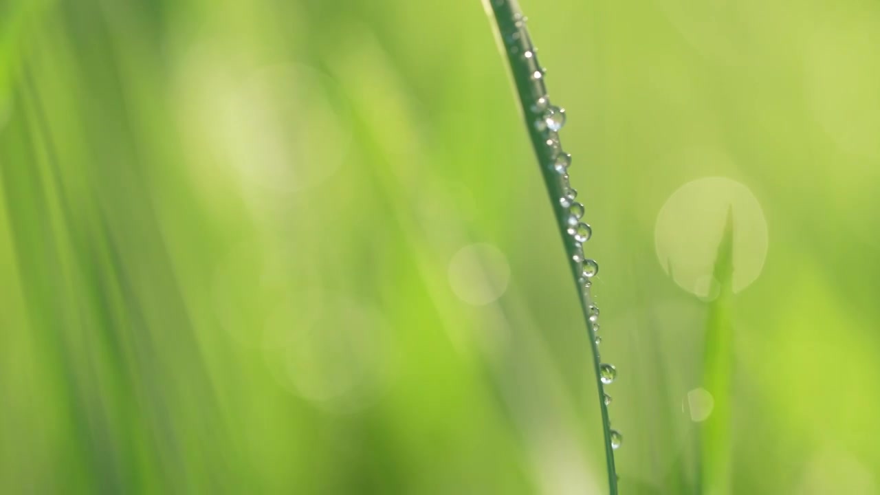 户外草地阳光绿色小草露珠视频素材