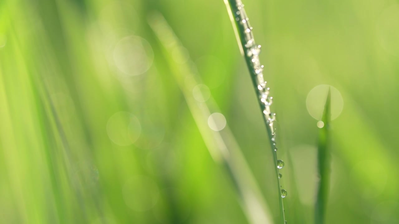 户外草地阳光绿色小草露珠视频素材