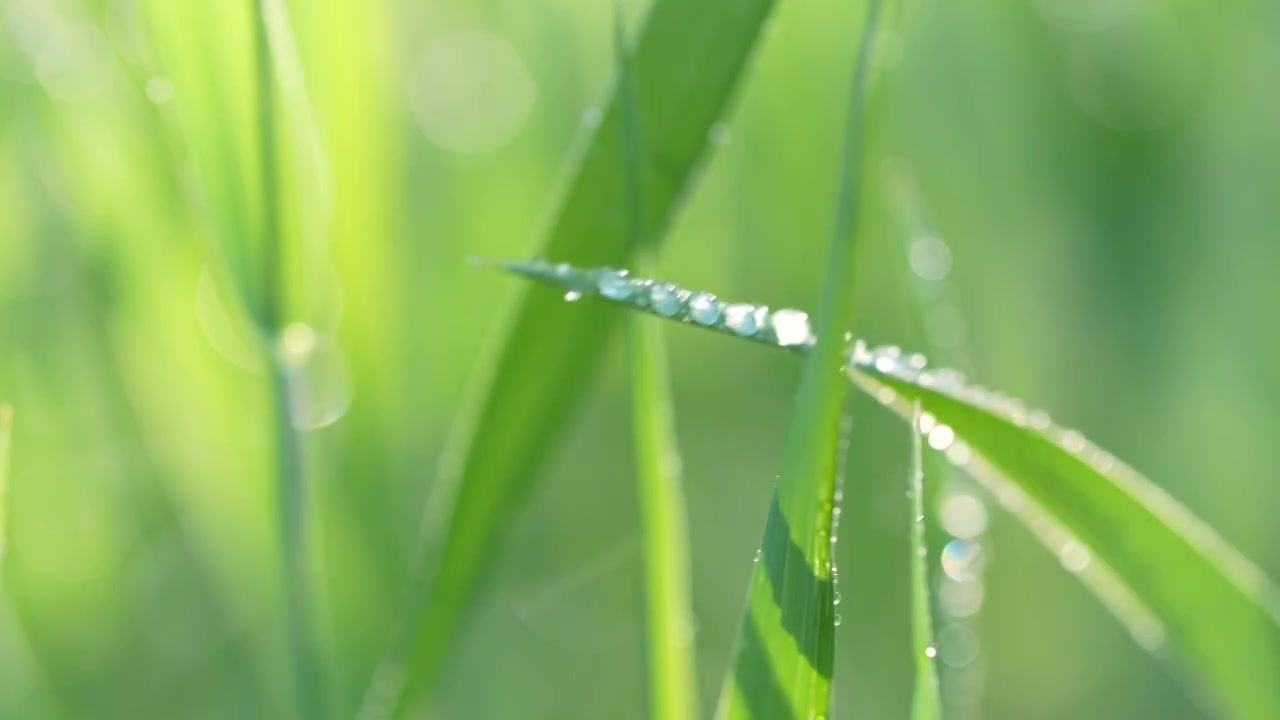 户外草地阳光绿色小草露珠视频素材