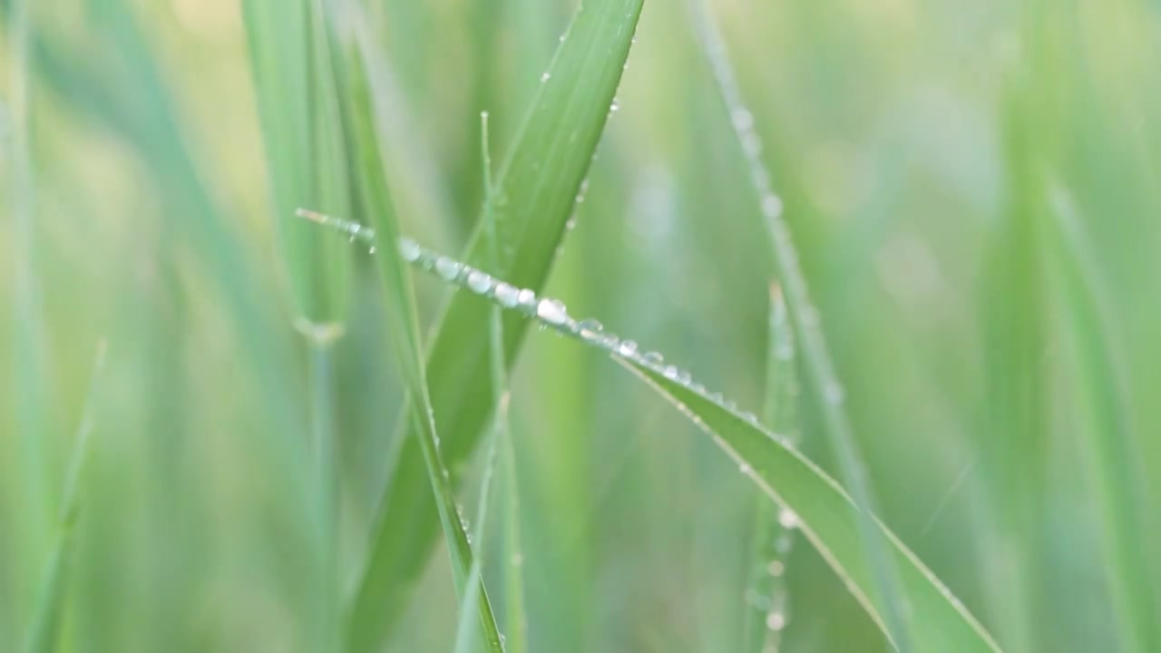 户外草地阳光绿色小草露珠视频素材