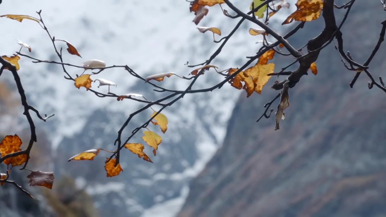 高山被雪覆盖在清晨的薄雾中。有创造力。一棵树的特写视频素材