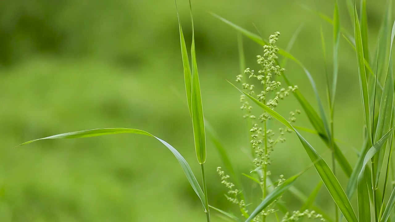 绿色的草特写视频素材