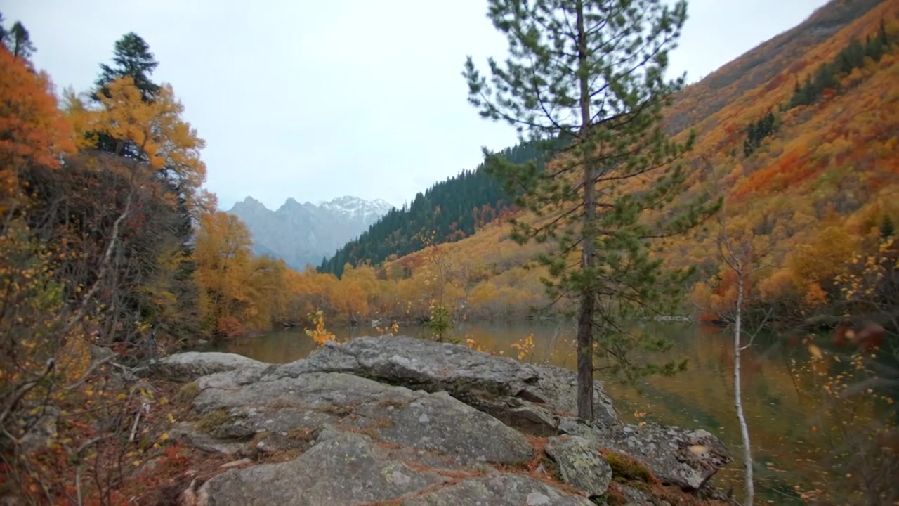 美丽的风景，山谷中的秋林和地平线上的山峰视频素材